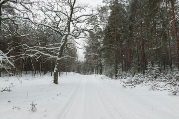 Obraz premium Sosnowy las w śnieżny, zimowy dzień. 