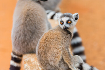 Madagascar, Berenty, Berenty Reserve. Young Ring-tailed lemur.