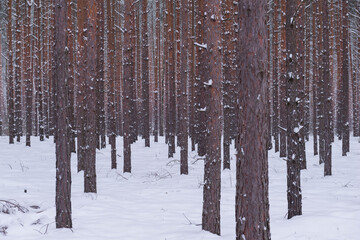 Sosnowy las w śnieżny, zimowy dzień.  © boguslavus