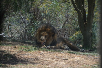 Lion laying down, male