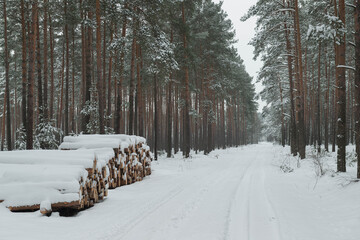 Sosnowy las w śnieżny, zimowy dzień.  © boguslavus