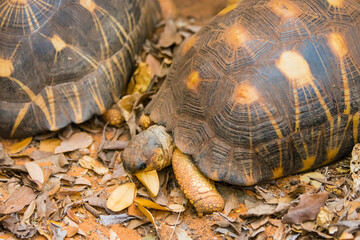 Madagascar, Berenty, Berenty Reserve. Radiated tortoise.
