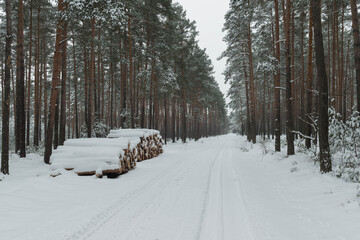 Sosnowy las w śnieżny, zimowy dzień.
 - obrazy, fototapety, plakaty