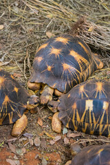 Madagascar, Berenty, Berenty Reserve. Radiated tortoise. Three tortoises appear to be deep in conversation.