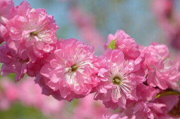 Pink tenderness. Prunus triloba ( flowering almond ) blossom. 