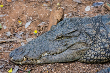 Madagascar, Berenty, Berenty Reserve. Nile crocodile.