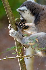 Madagascar, Berenty, Berenty Reserve. Ring-tailed lemur licking sap off its fingers.