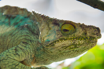 Madagascar, Marozevo, Peyrieras Reptile Farm. Parson's chameleon.