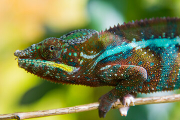 Madagascar, Marozevo. Peyrieras Reptile Farm, panther chameleon.