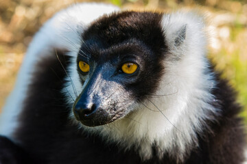 Madagascar, Andasibe, Vakona Lodge, Lemur Island. Black and white ruffed lemur.