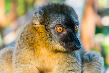 Madagascar, Andasibe, Vakona Lodge, Lemur Island. Common brown lemur.