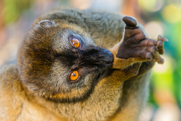 Madagascar, Andasibe, Vakona Lodge, Lemur Island. Common brown lemur cleaning his foot.