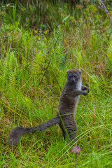Madagascar, Andasibe, Vakona Lodge, Lemur Island. Eastern lesser bamboo lemur (Hapalemur griseus) standing up.