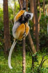 Madagascar, Andasibe, Vakona Lodge, Lemur Island. Diademed sifaka (Propithecus diadema) in a tree.
