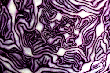 Close up slice of red cabbage, purple and white texture background.