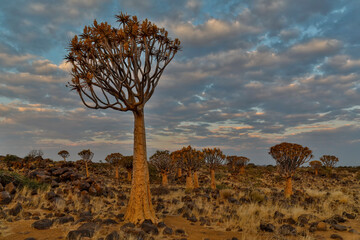 Quiver trees landscape, Namibia