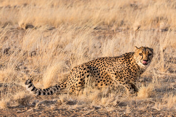 Captive male Cheetah at the Quiver Tree Ranch Keetmanshoop Namibia