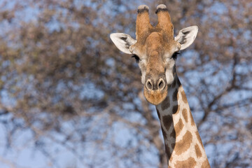 Naklejka na ściany i meble Etosha National Park, Namibia. Cloe-up of a giraffe.