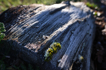 Close-up of frosted moss on an old big tree trunk