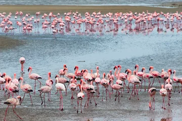 Fotobehang Flamingos, Walvis Bay, Erongo Region, Namibia © Danita Delimont
