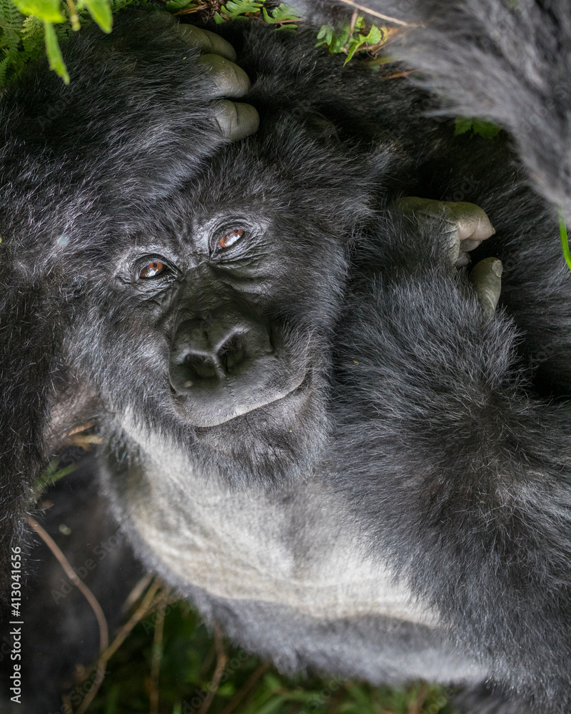 Wall mural Africa, Rwanda, Volcanoes National Park, Portrait of adult male Mountain Gorilla (Gorilla beringei beringei) resting in rainforest in Virunga Mountains