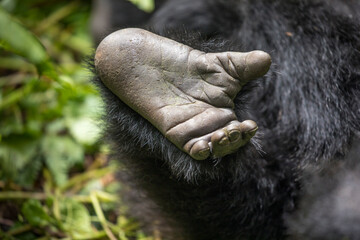 Africa, Rwanda, Volcanoes National Park, Close-up of resting Mountain Gorilla's foot (Gorilla beringei beringei) in rainforest in Virunga Mountains