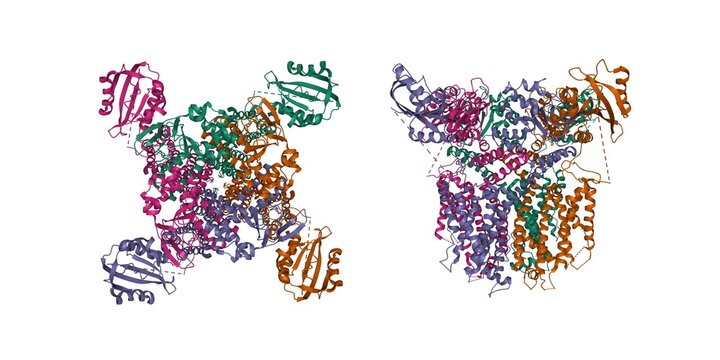 Structure of the human ether-a-go-go related potassium channel, 3D cartoon model in two projections, white background