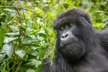 Africa, Rwanda, Volcanoes National Park, Portrait of Mountain Gorilla (Gorilla beringei beringei) resting in rainforest in Virunga Mountains