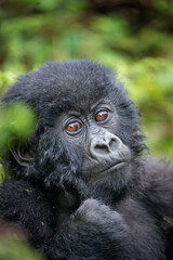 Africa, Rwanda, Volcanoes National Park, Portrait of Baby Mountain Gorilla (Gorilla beringei beringei) resting in rainforest in Virunga Mountains