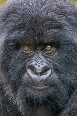 Africa, Rwanda, Volcanoes National Park, Close-up portrait of Mountain Gorilla (Gorilla beringei beringei) while at rest in rainforest in Virunga Mountains