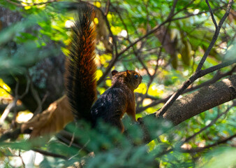 es una especie de roedor esciuromorfo de la familia Sciuridae.