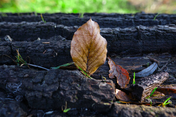 Fototapeta premium Close-up of a leaf on an aged old log.