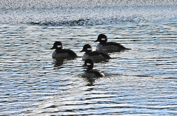 Bufflehead hens
