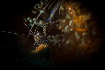 Pedersen Cleaner Shrimp on the reef off the Dutch Caribbean island of Sint Maarten