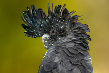 Female Red-tailed Black Cockatoo with green background © Ken Griffiths