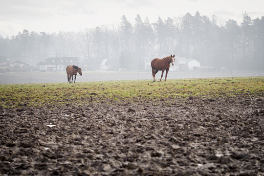 Horse grazing with mud in the foreground and forest in the background.