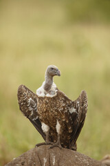 Ruppell's vulture, Gyps ruppellii, Serengeti National Park, Tanzania, Africa.