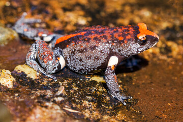 Red-crowned Toadlet resting in pool