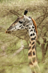 Masai Giraffe, Serengeti National Park, Tanzania, Africa.