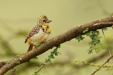D'Arnaud's barbet, Serengeti National Park, Tanzania, Africa.