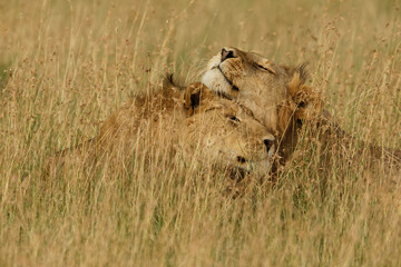 Adult black maned Lion, Serengeti National Park, Tanzania, Africa.