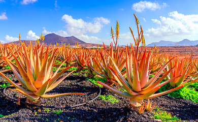 Aloe vera plant. Aloe vera plantation. Furteventura, Canary Islands, Spain