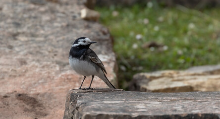 Pied Wagtail