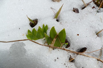 Sprouts in the Snow