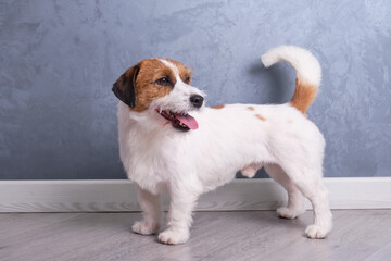 Jack Russell Terrier in the rack shows a good well-groomed coat