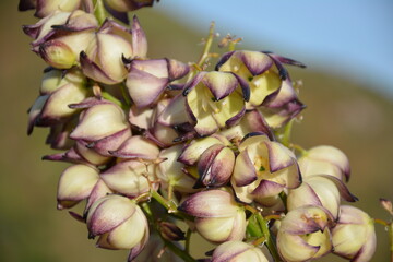 flowers in the garden