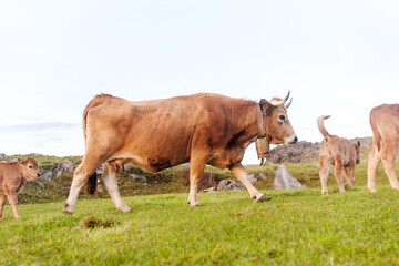 Naklejka na ściany i meble brown cow walking through the field with her three calves. sustainable livestock industry. animals in freedom.