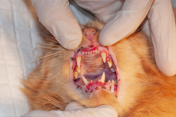 Professional veterinarian examining cat's teeth in clinic. The cat has diseased teeth and gums...