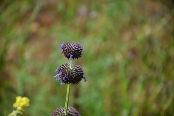flowers in the garden