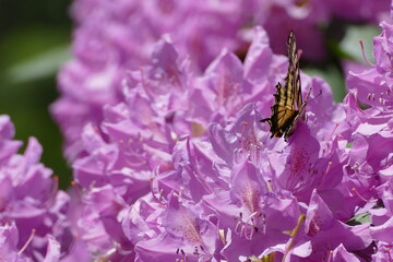Pink Rhododendron